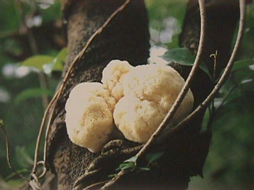 これがきのこ?! 猴頭菇(山伏茸)
